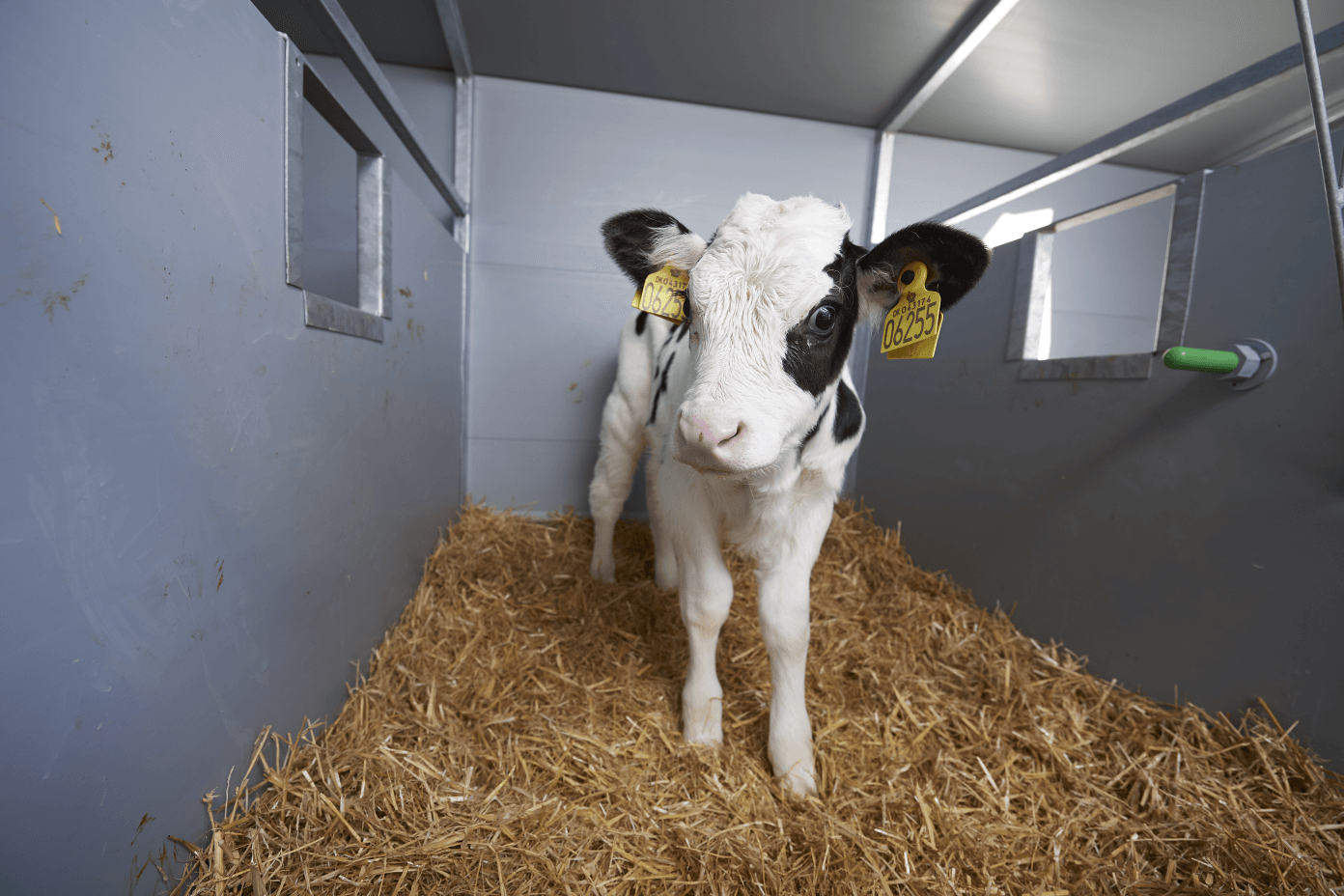 Kalvehytter - mobile Ekstraudstyr til kalvehytter Rengøringsåbning bagtil Udtageligt skillerum (øko) Suttespand Lysarmatur under udhæng