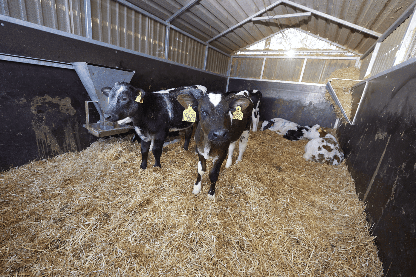 Kalve-Fælleshytter - stationære Kalve-Fælleshytten har et areal på ca. 25 m2 og plads til ca. 12 kalve afhængig af deres størrelse.